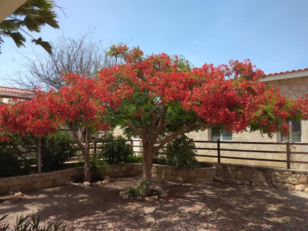 Casita Solemar Direkt Am Atlantik Villa Calheta Luaran gambar